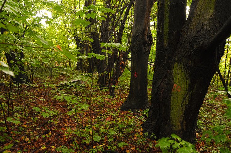 Czechowice-Dziedzice 2009